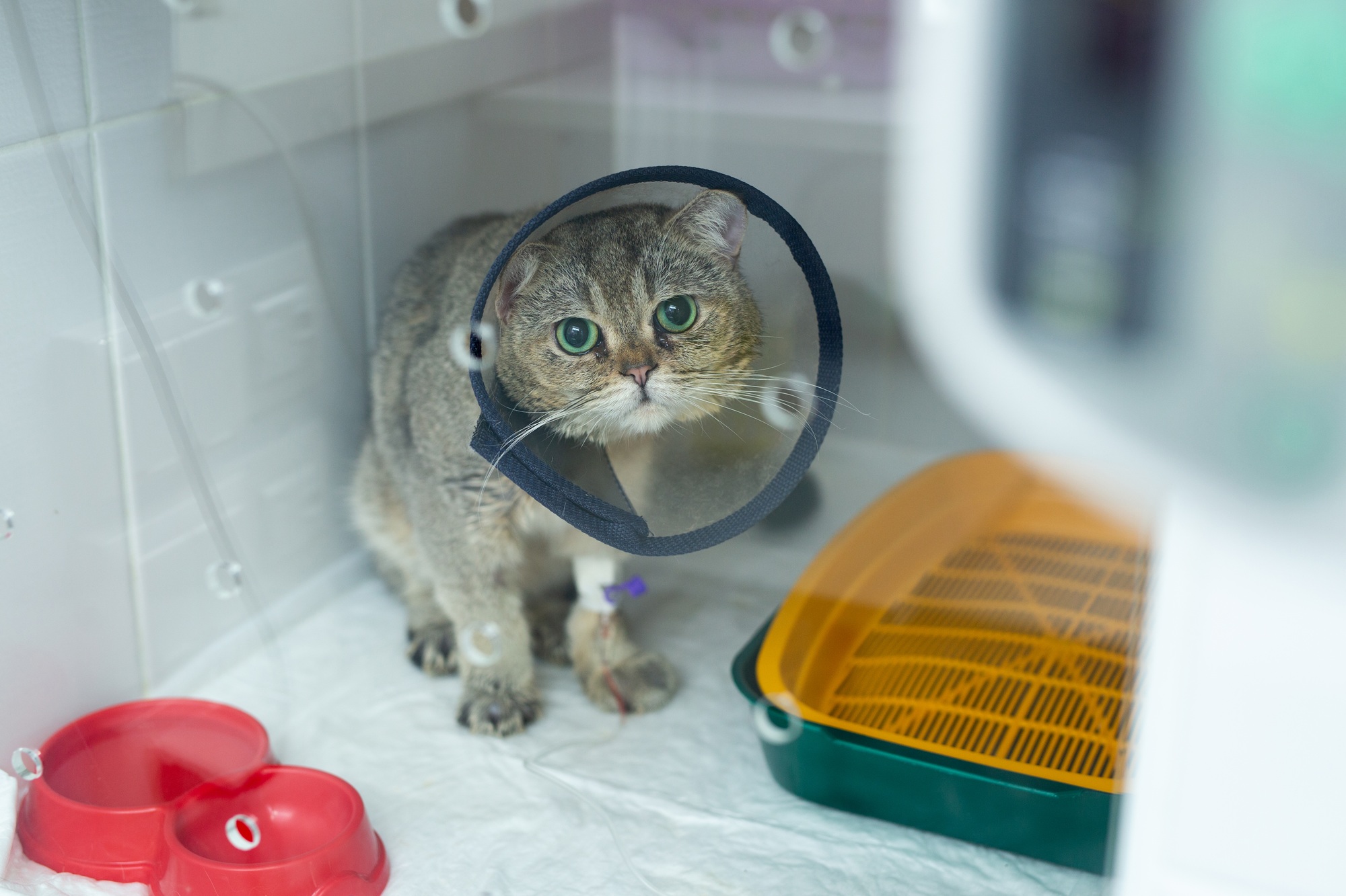 Domestic heterochromia cat wear cone pet recovery collar after surgery.