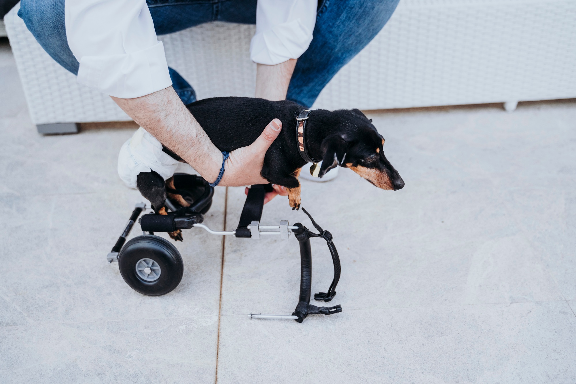 Man fixing wheelchair on dog