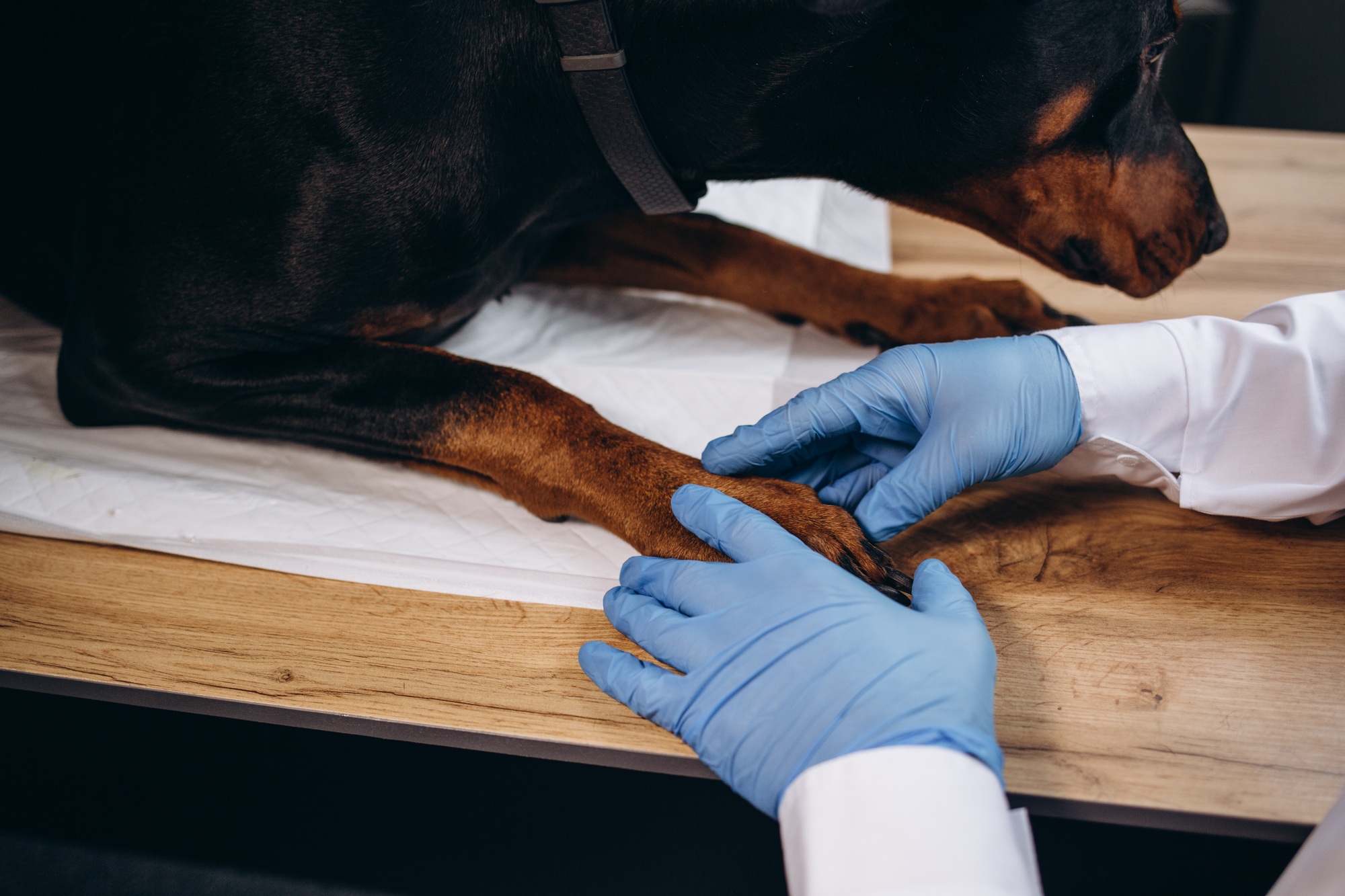 Veterinarian in protective medical gloves holding dog paw in clinic closeup. Treating pets concept
